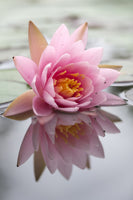 poster-print-lotus