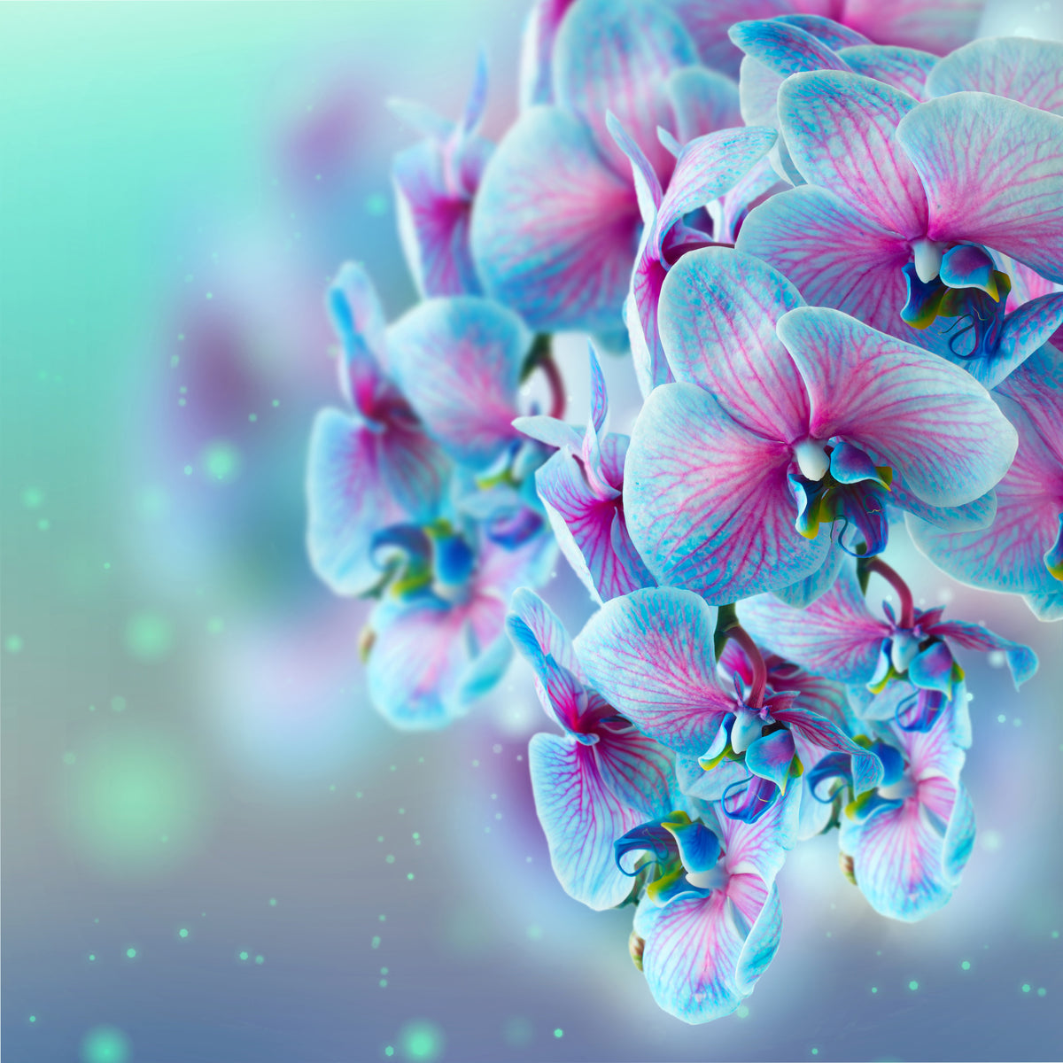 9-piece-aluminium-print-colored-orchids