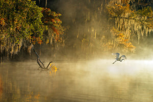 3-piece-canvas-print-egret