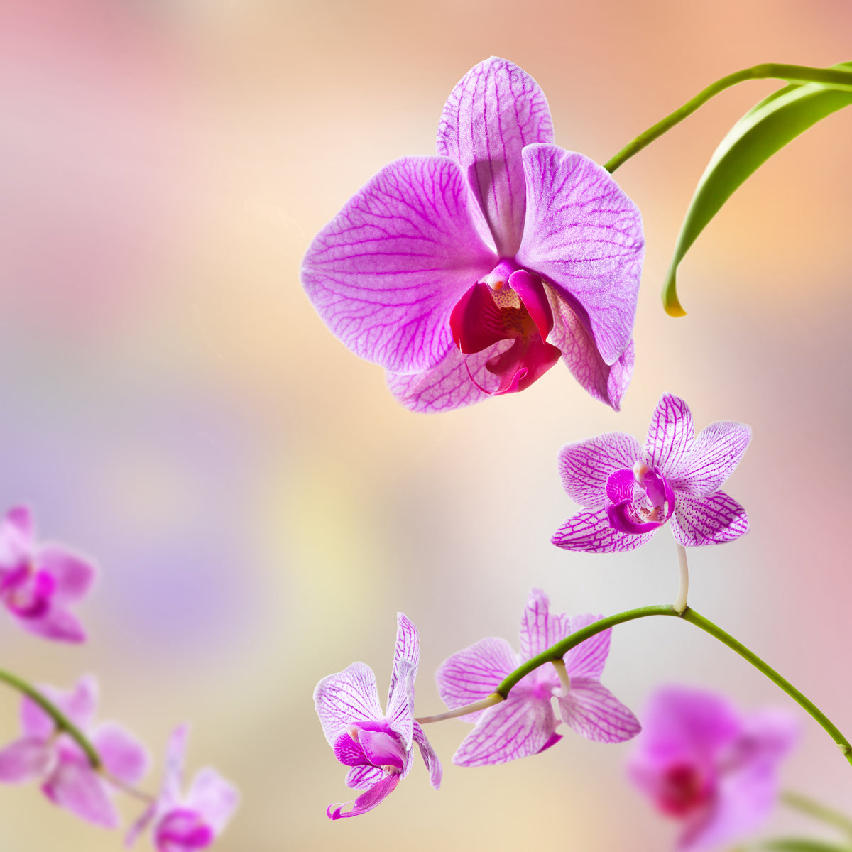 4-piece-aluminium-print-romantic-orchids
