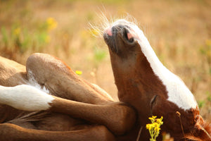 aluminium-print-the-sleeping-horse
