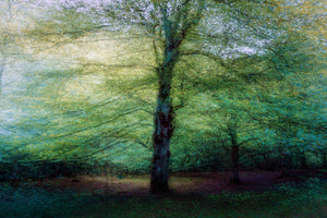 acrylic-print-forest-xpf