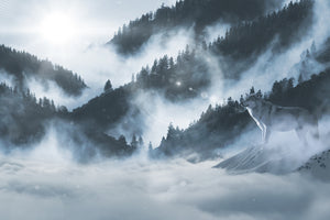 aluminium-print-the-wolf-in-the-woods