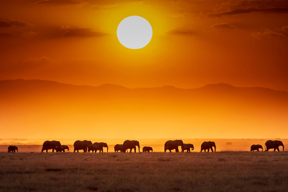 acrylic-print-sunrise-parade-x