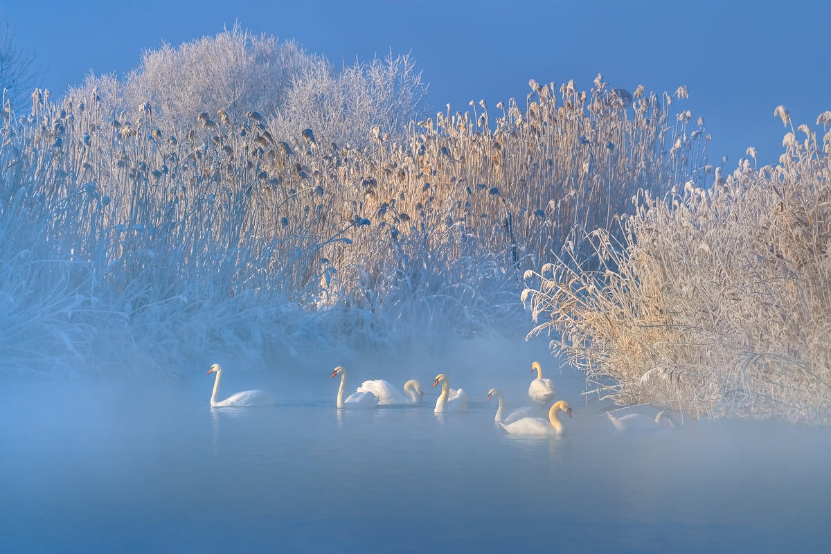 canvas-print-blue-swan-lake