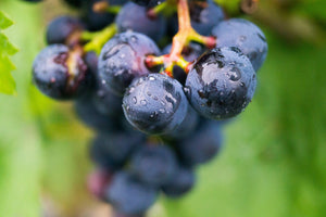 framedposter-print-grapes