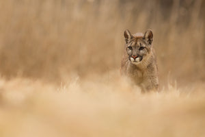 framedposter-print-cougar-x