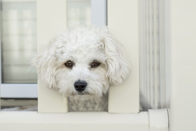 poster-print-a-dog-girl-to-fall-in-love