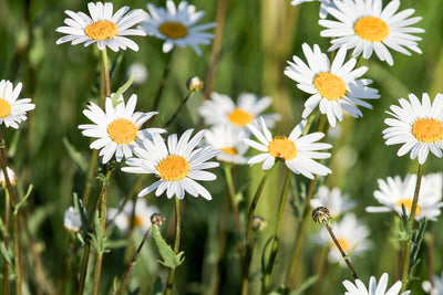 poster-print-xl-daisies