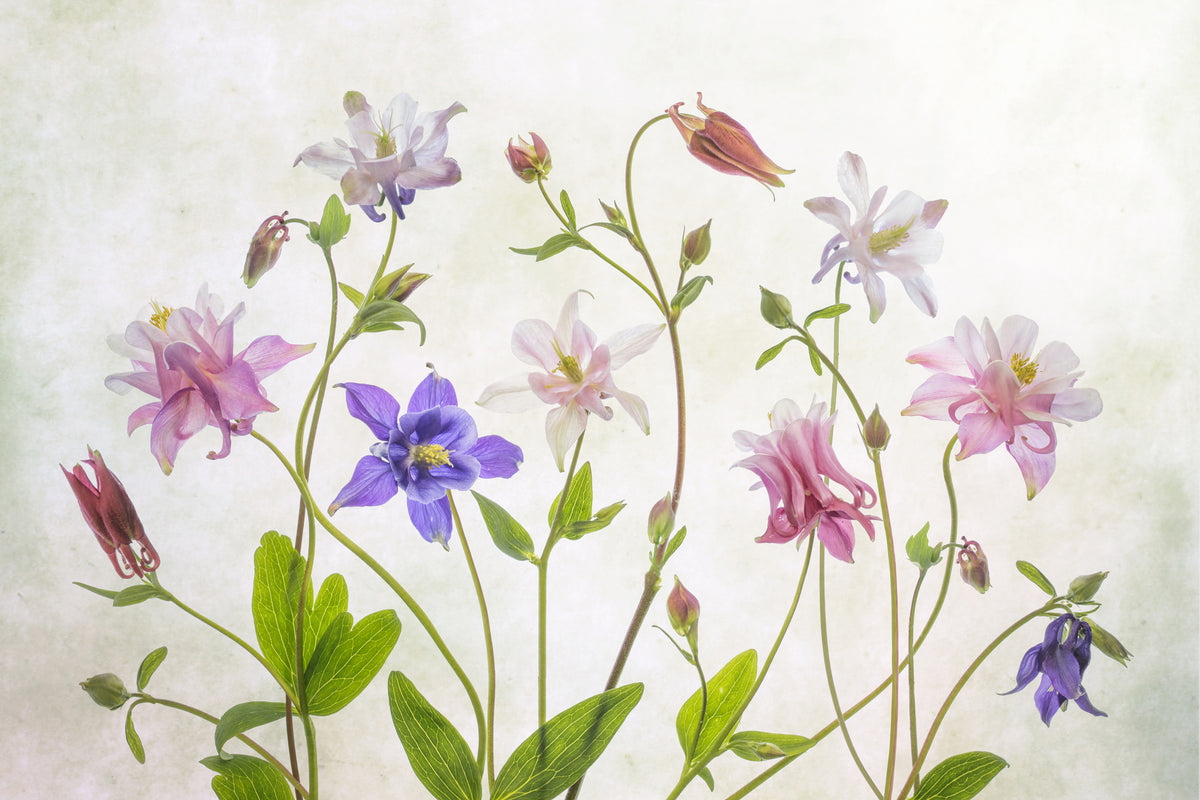 acrylic-print-columbine