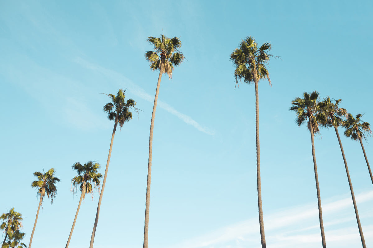 acrylic-print-a-sky-full-of-palm-trees