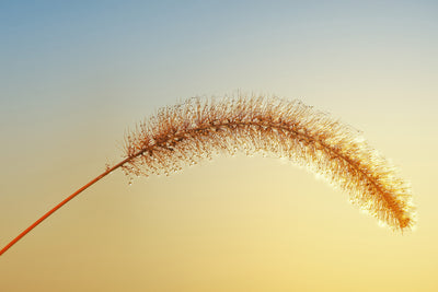 poster-print-ornamental-grass-in-xxl