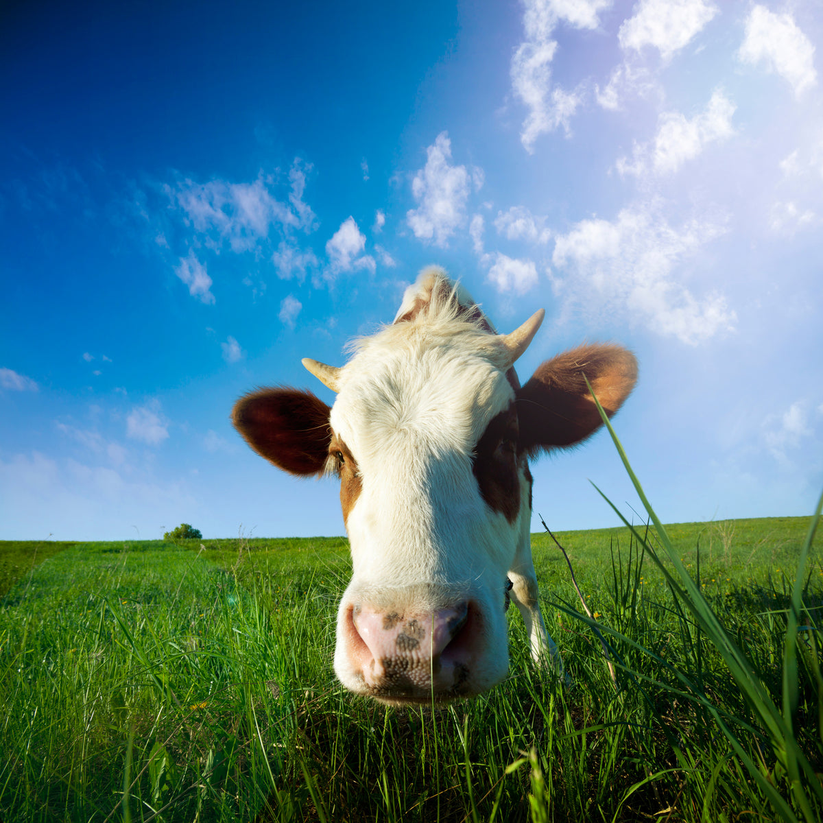 acrylic-print-the-cow
