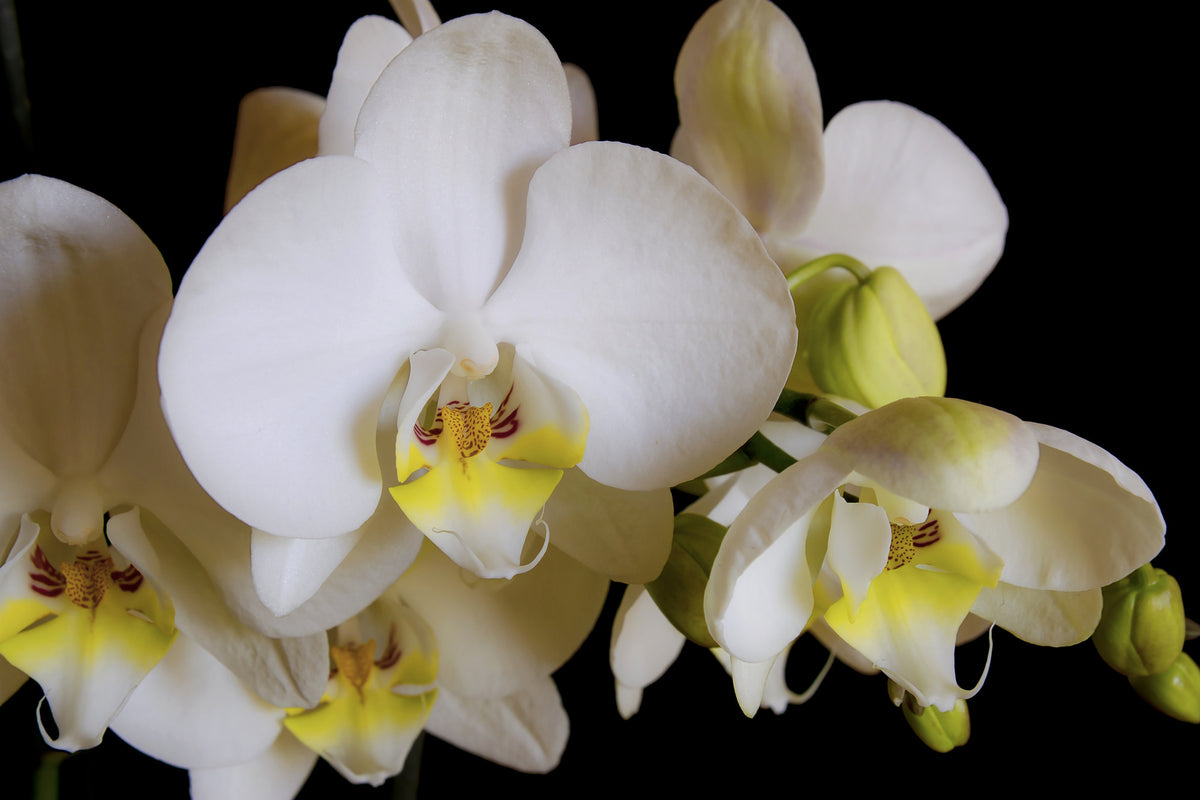 3-piece-canvas-print-white-orchids-in-bloom