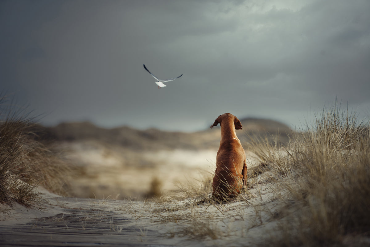 framedcanvas-print-freedom-ii-x