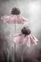 framedcanvas-print-duet-x