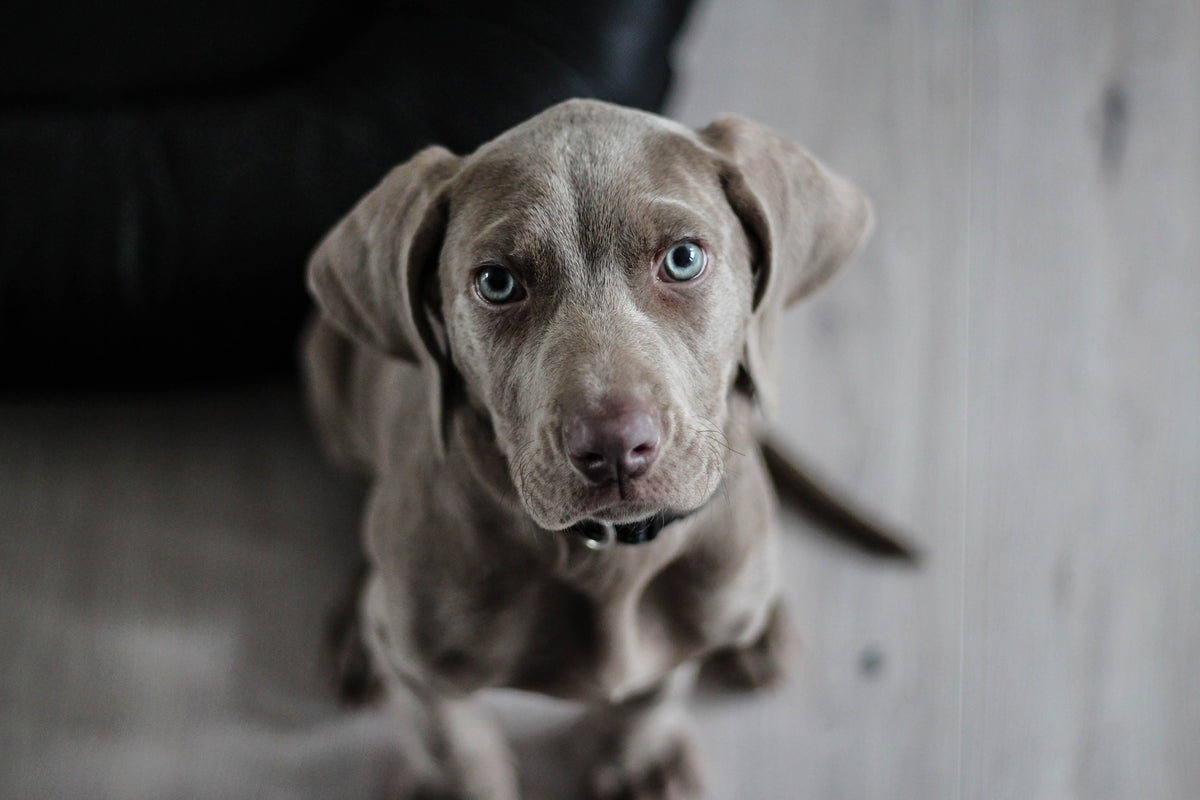 aluminium-print-the-weimaraner