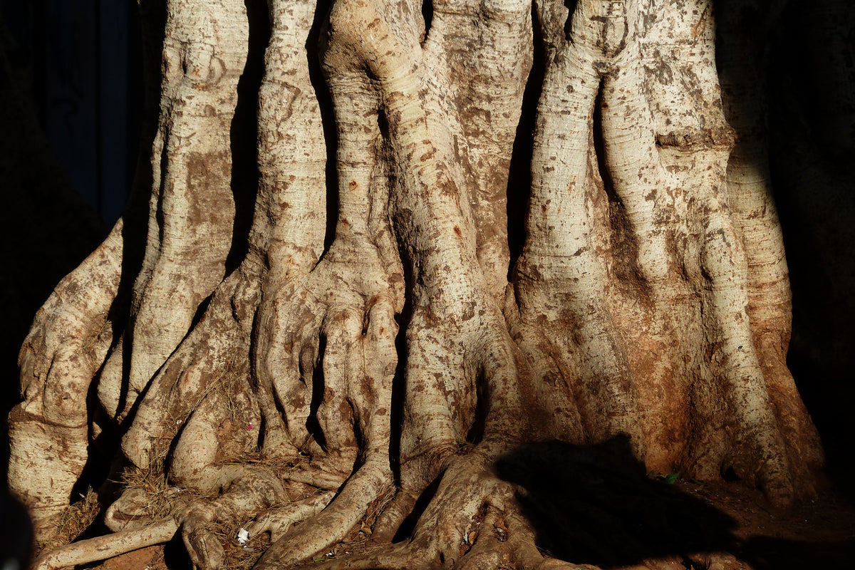 3-piece-aluminium-print-tree-close-up