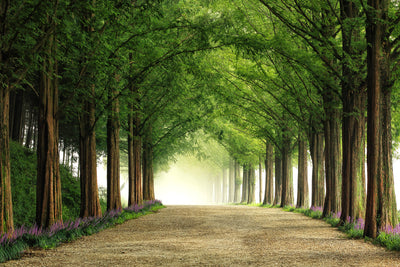 poster-print-metasequoia-road-x