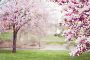 framedposter-print-beautiful-magnolias