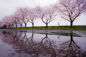 acrylic-print-rain-of-spring-x