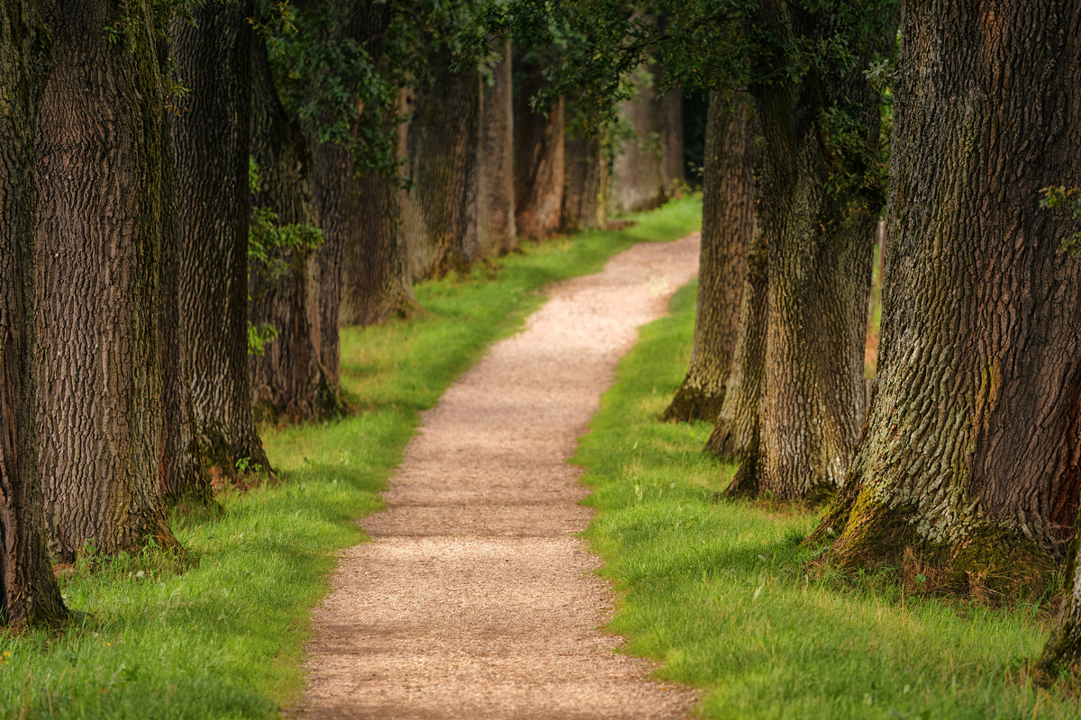 acrylic-print-a-path-in-the-forest