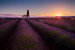 poster-print-provence-lavender-x