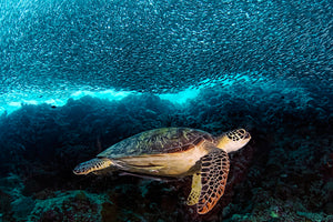 poster-print-turtle-and-sardines-x