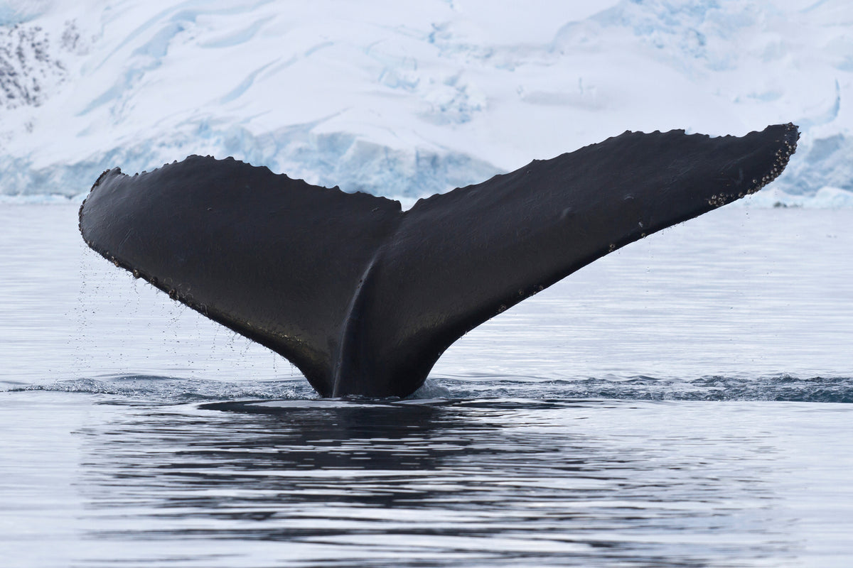 framedcanvas-print-the-humpback-whale
