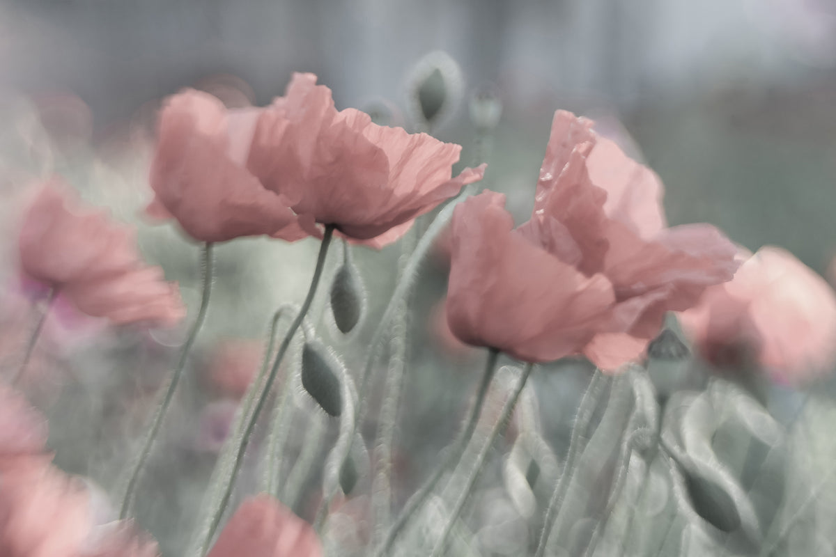 framedposter-print-softly-x