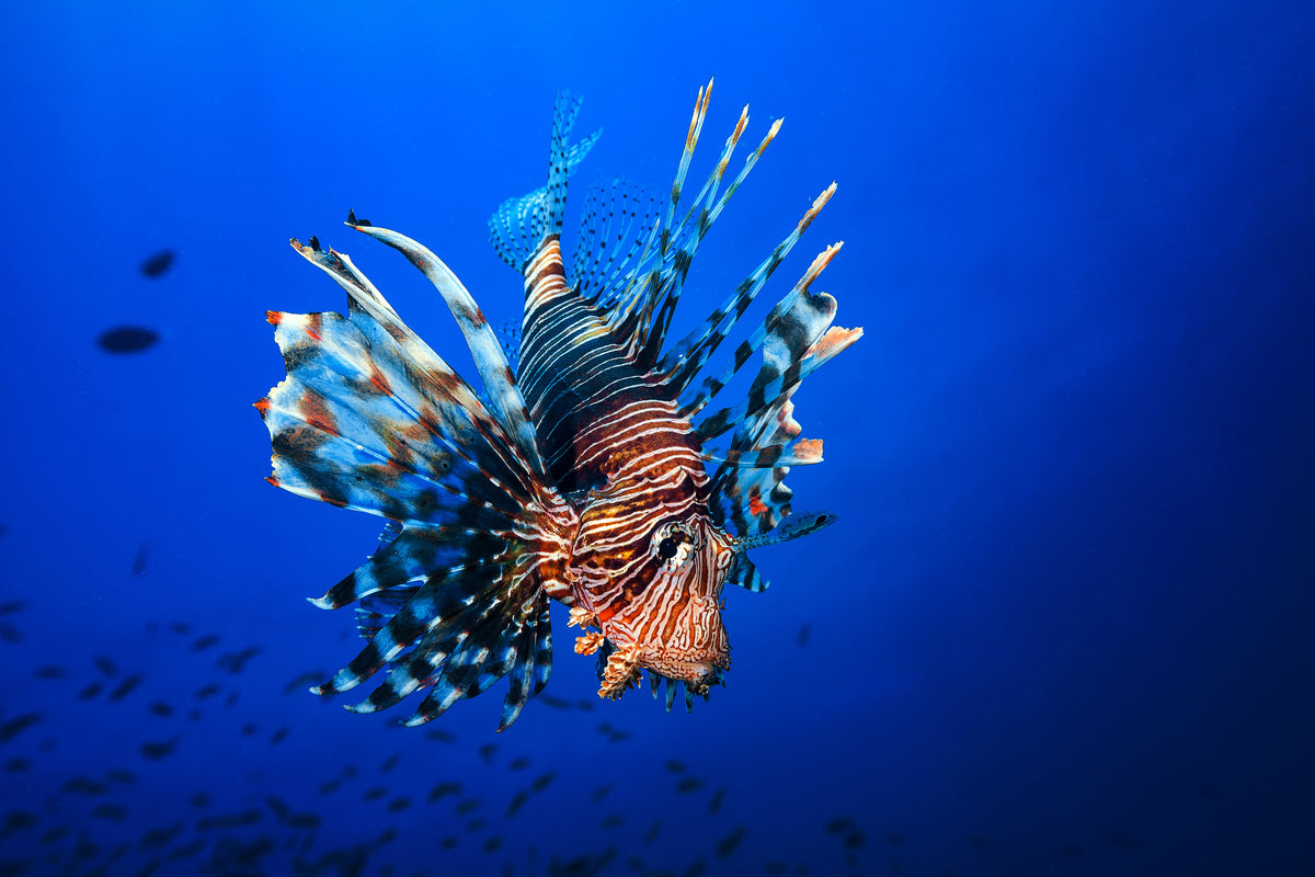 canvas-print-lionfish-x