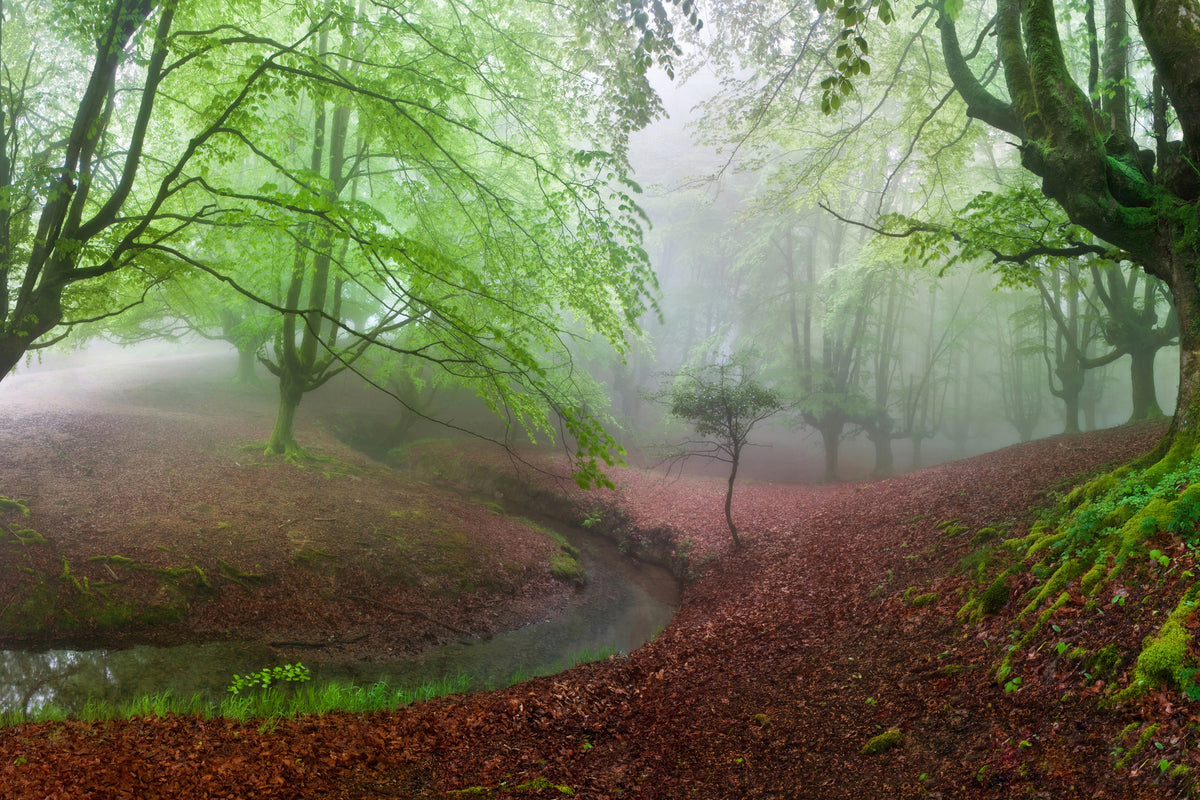aluminium-print-the-forest-maravillador-iii