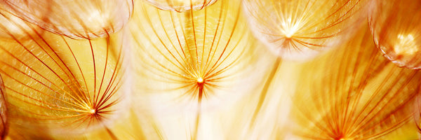 panoramic-3-piece-acrylic-print-close-up-dandelion-in-light-panorama
