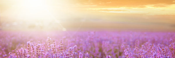 panoramic-aluminium-print-sunset-in-lavender-field-panorama