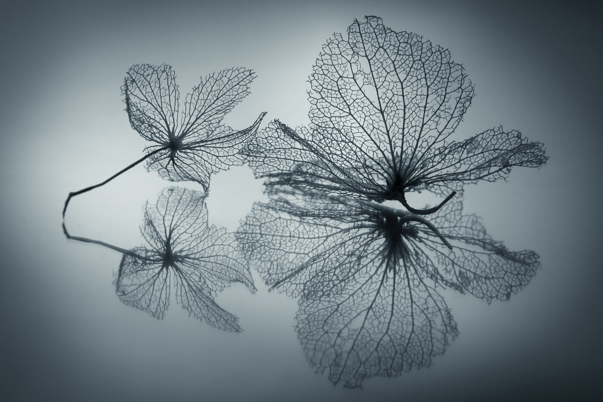 framedposter-print-ephemeral-beauty