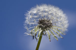 framedcanvas-print-the-dandelion-in-xxl