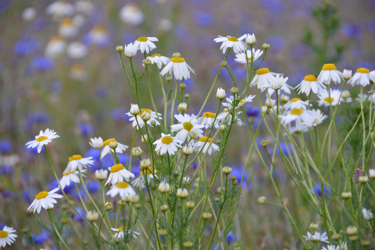 framedposter-print-wild-flower-meadow
