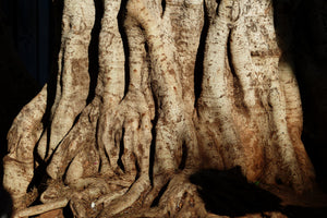 framedposter-print-tree-close-up