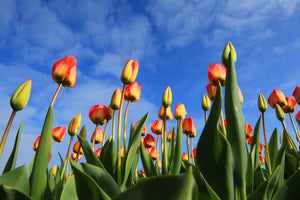 3-piece-aluminium-print-tulips-tower-to-the-sky