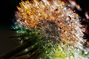 framedcanvas-print-dandelion-in-the-morning-dew