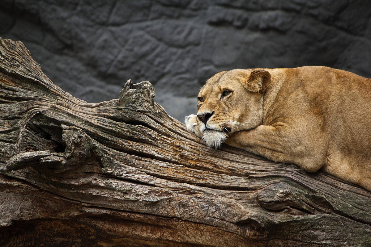 poster-print-dreaming-lioness