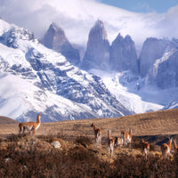 acrylic-print-guanakos-in-patagonia-x
