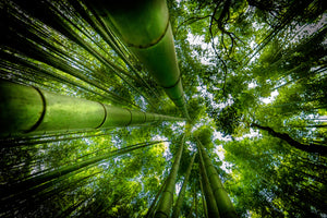 aluminium-print-arashiyama-x