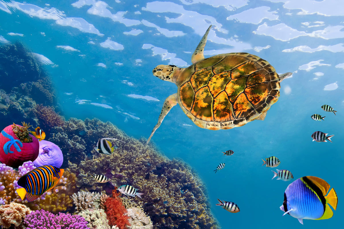 framedcanvas-print-the-turtle