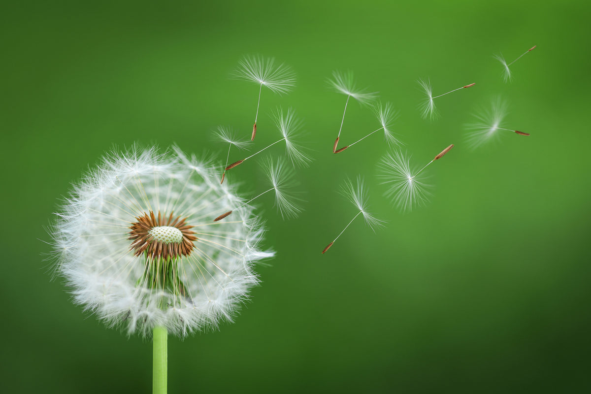 canvas-print-dandelion-blowing-x