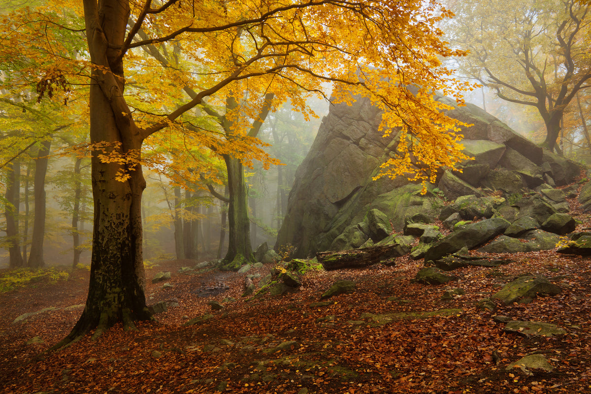 poster-print-autumn-forest-x