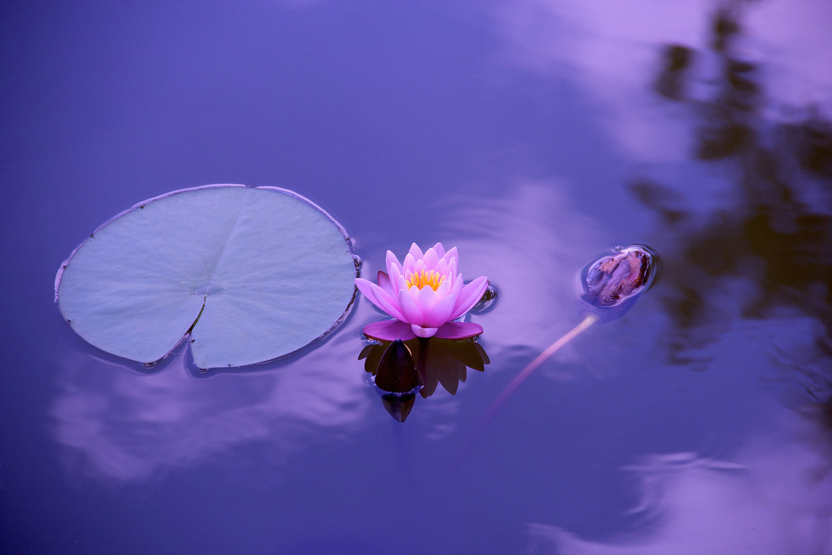 modern-3-piece-aluminium-print-lotus-flower