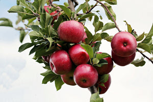 framedcanvas-print-close-up-apple-tree
