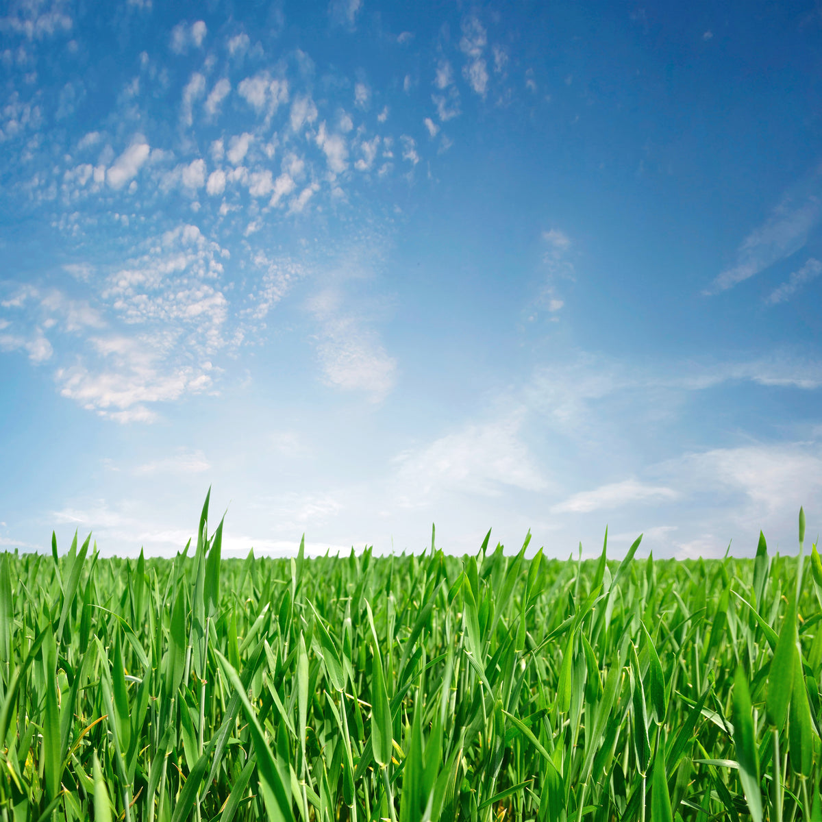 4-piece-aluminium-print-the-grass