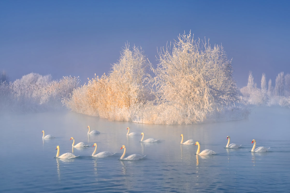 canvas-print-swan-lake-xge